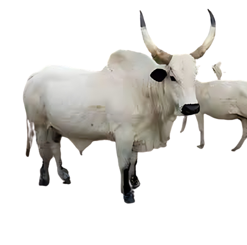 Gh cow and goat meat sharing